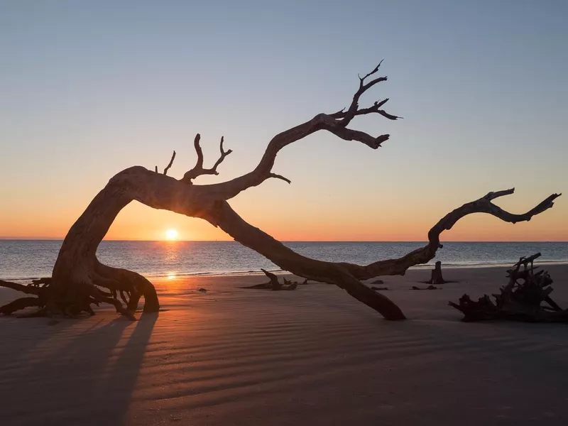 Sunrise on Jekyll Island Driftwood Beach