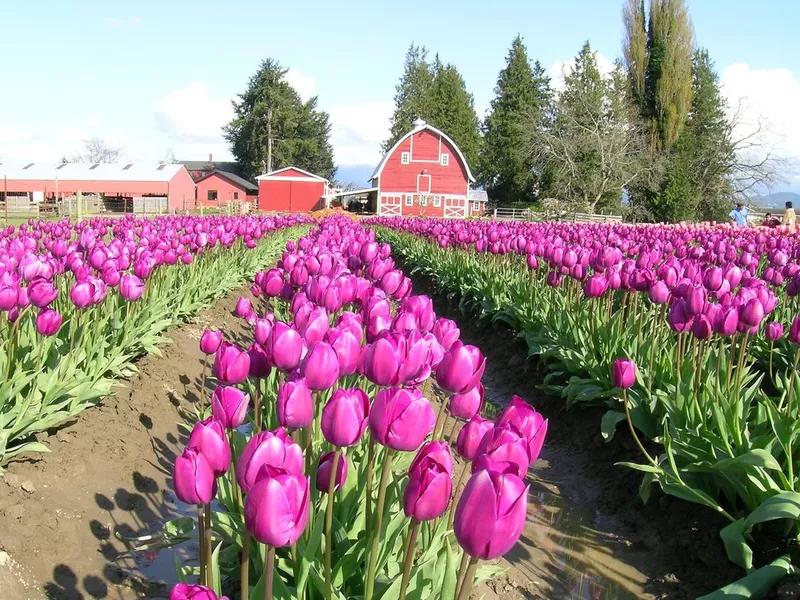 Purple Tulips