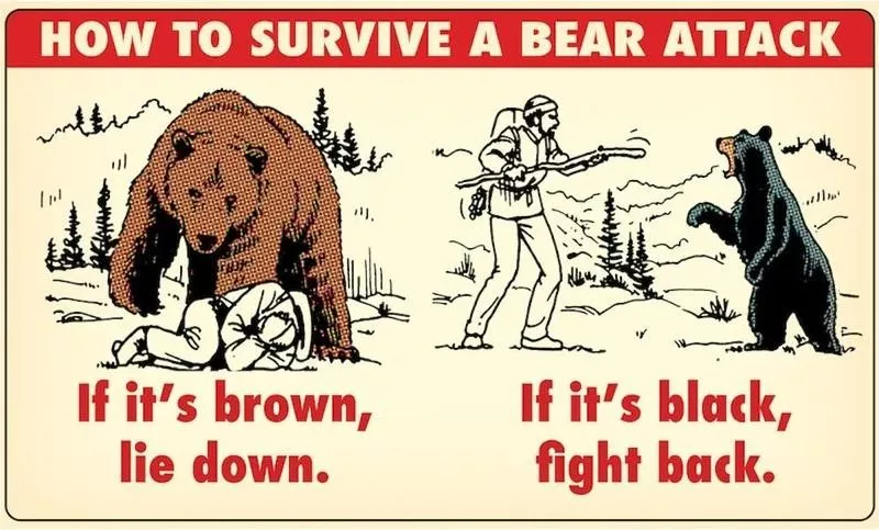 Bear Attack