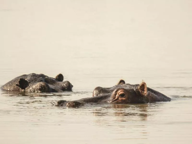 Hippos in the water