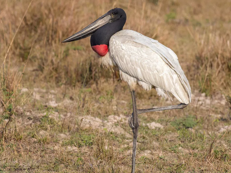 Jabiru sotrk