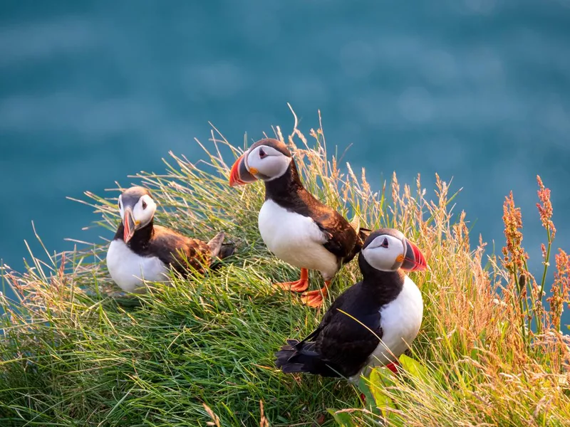 Puffins birds in Iceland