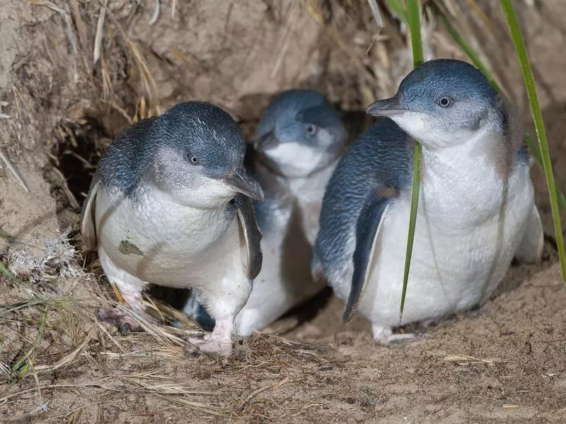 Little Penguins