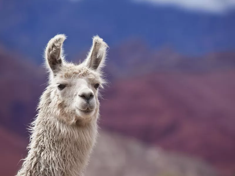 White llama in argentina