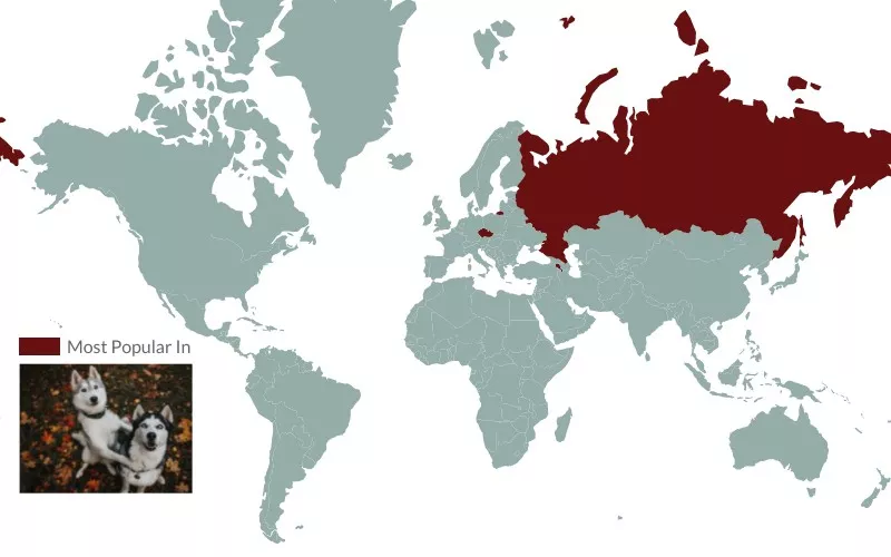 husky popularity around the world