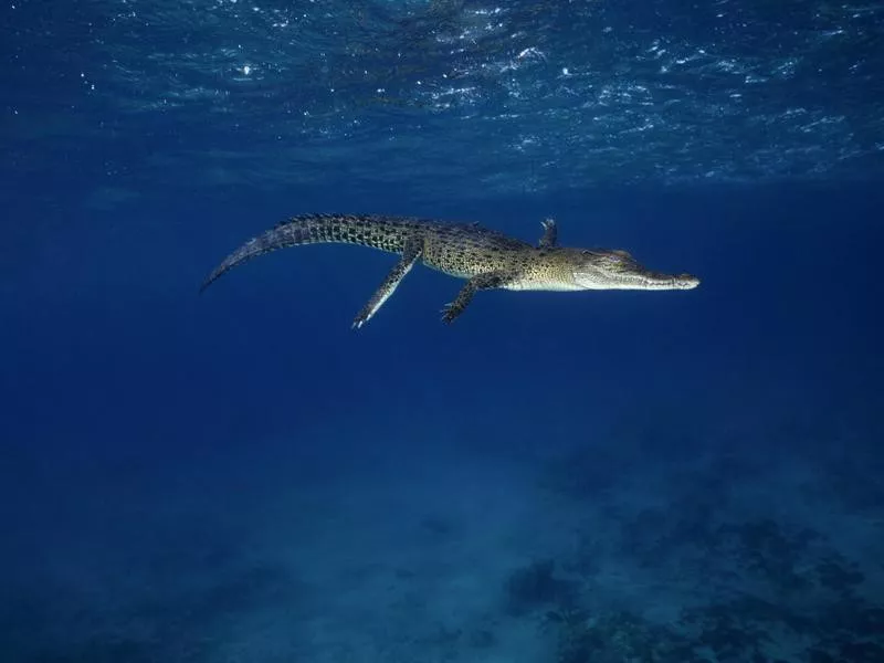 Saltwater crocodile