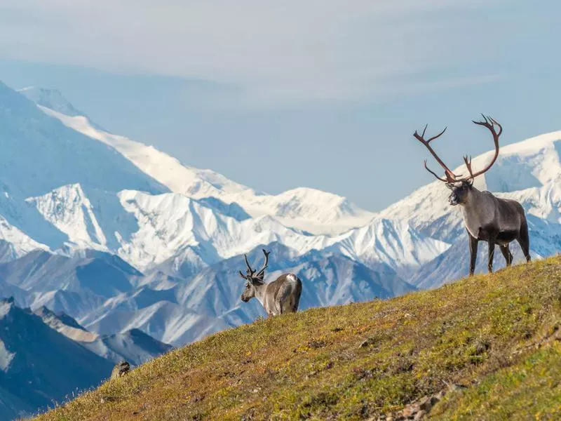 Caribou in Denali National Park