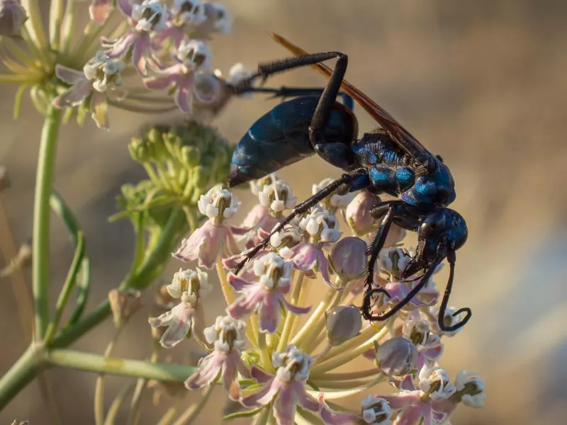 Tarantula Hawks feeding on pollen