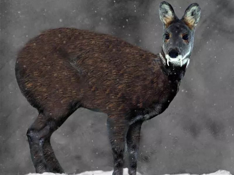 Siberian Musk Deer in the snow