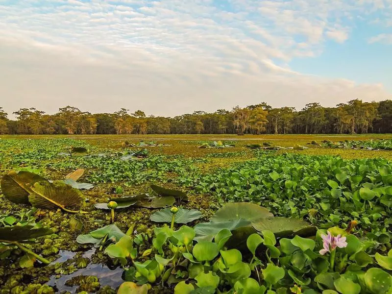 Caddo Lake State Park