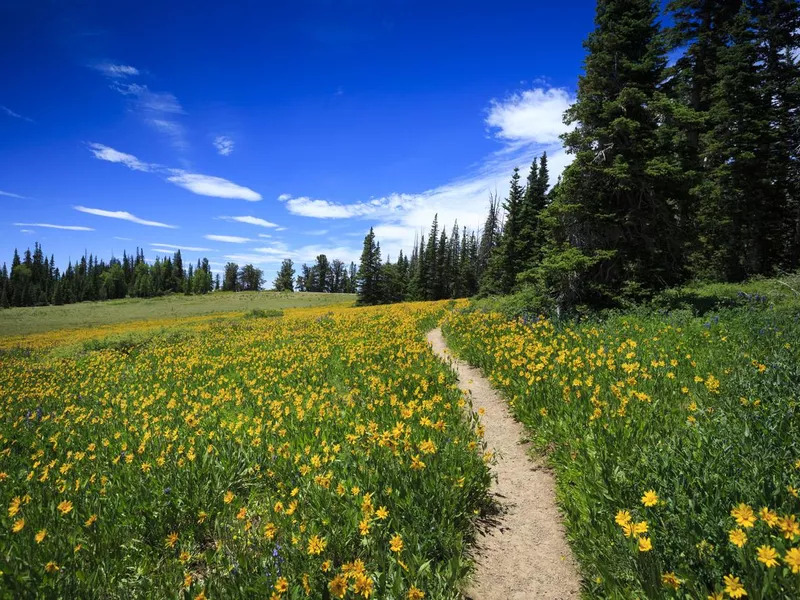 Wildflower Path at Cedar Breaks