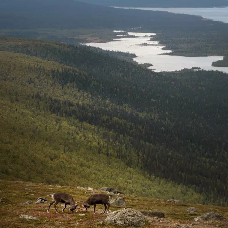 Sarek National Park