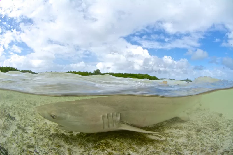 shark in shallow water