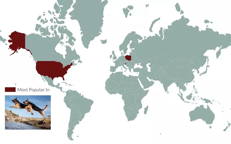 german shepherd popularity map