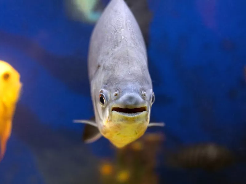 Pacu fish