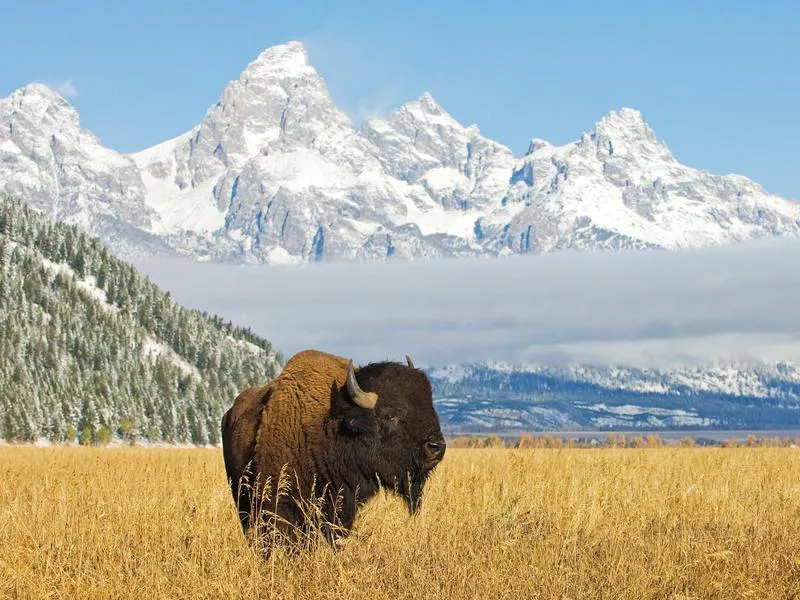 Grand Teton