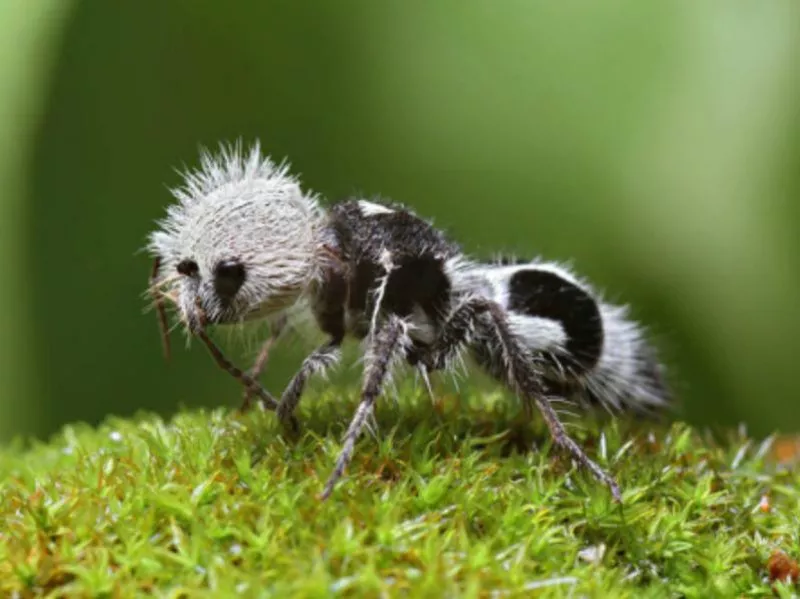 Panda Ant closeup