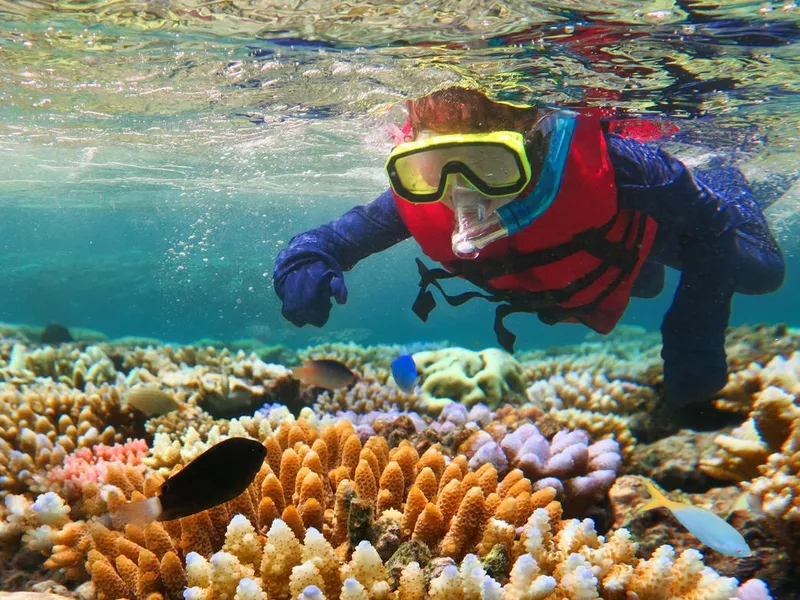 Snorkeling in the Great Barrier Reef, Queensland, Australia