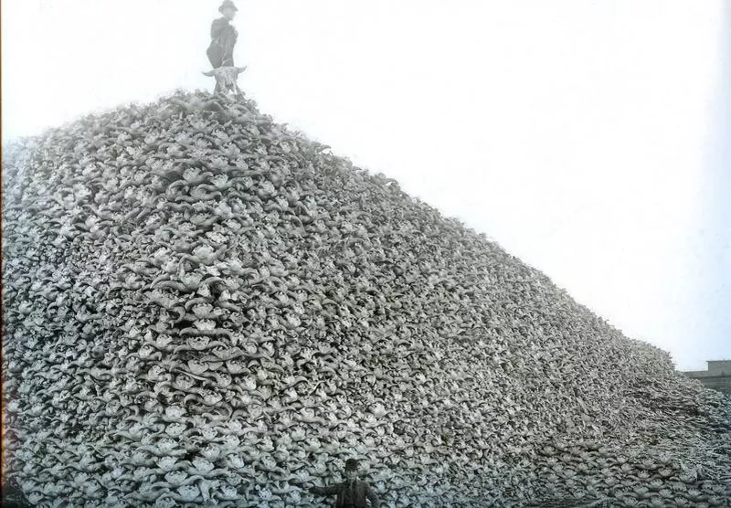 Bison bones