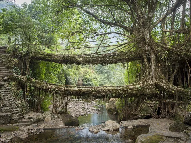 Root Bridges