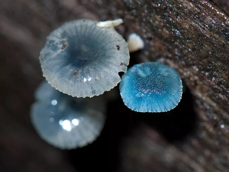 Bioluminescent fungus