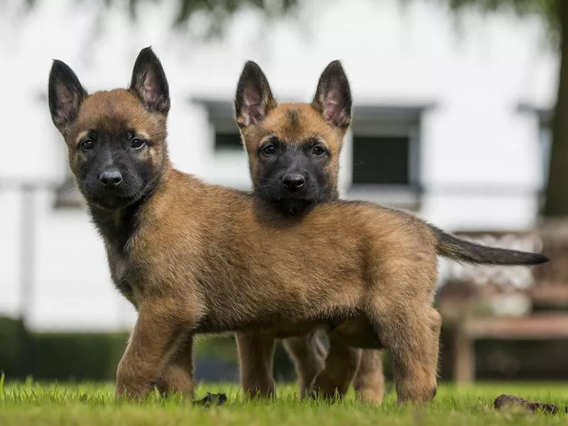 Malinois