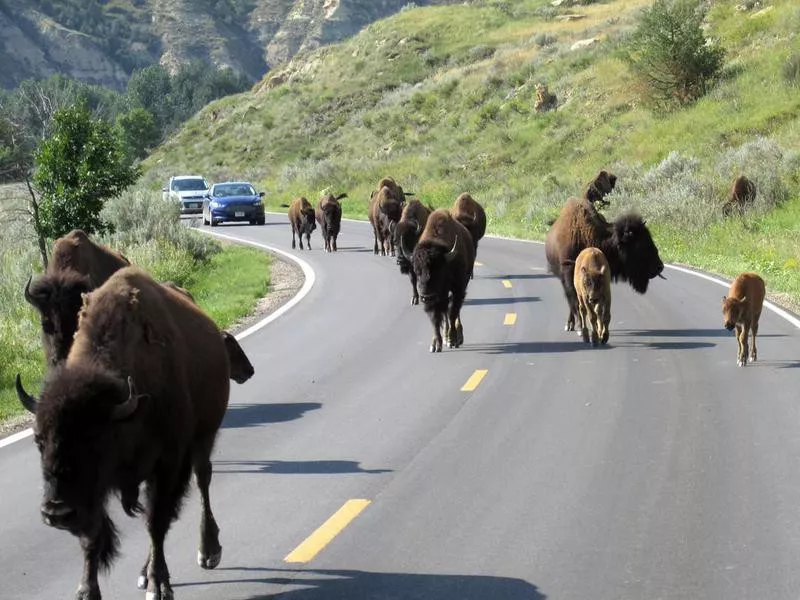 north dakota Theodore Roosevelt National Park