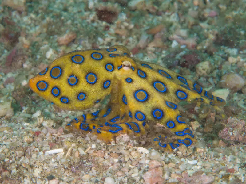 Blue ring octopus