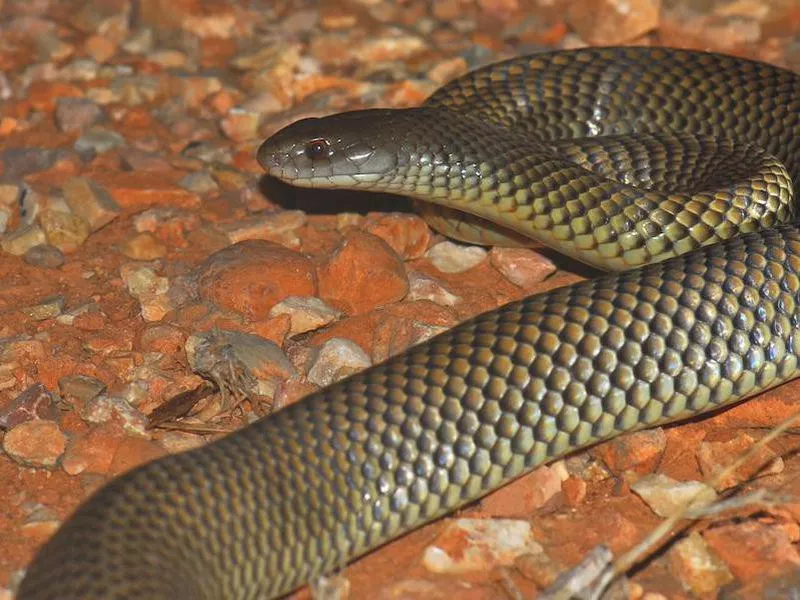 Mulga snake