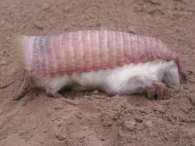 Pink Fairy Armadillo