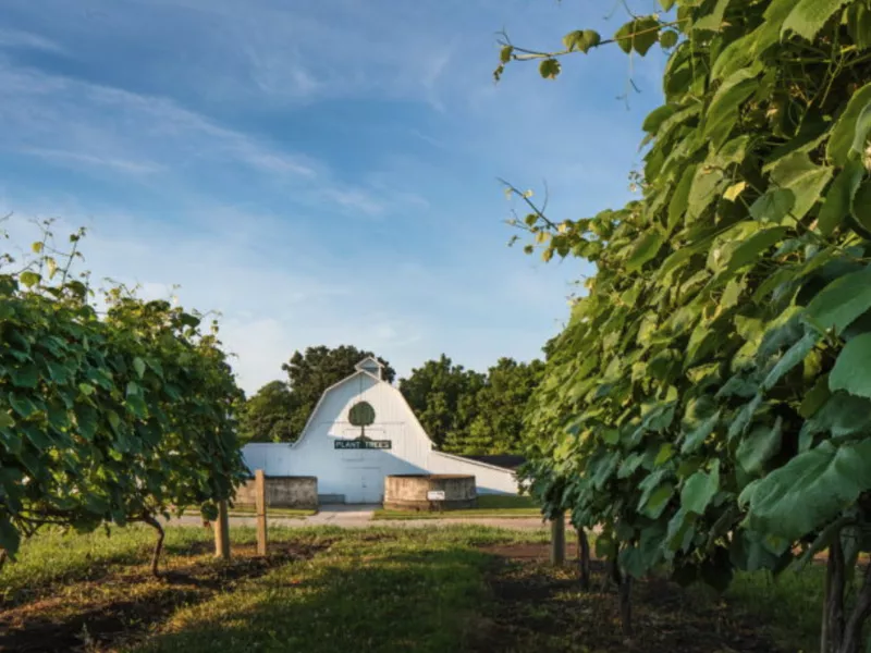 Nebraska vineyard