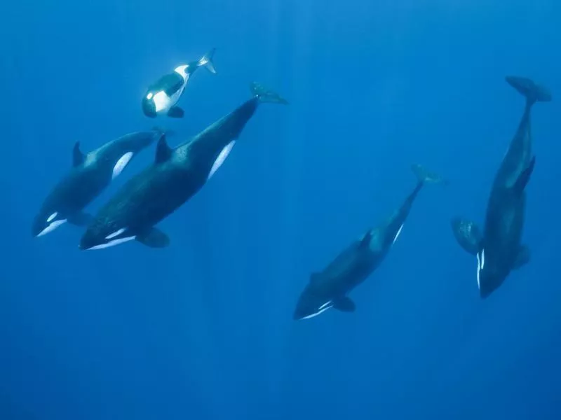 Orca family pod