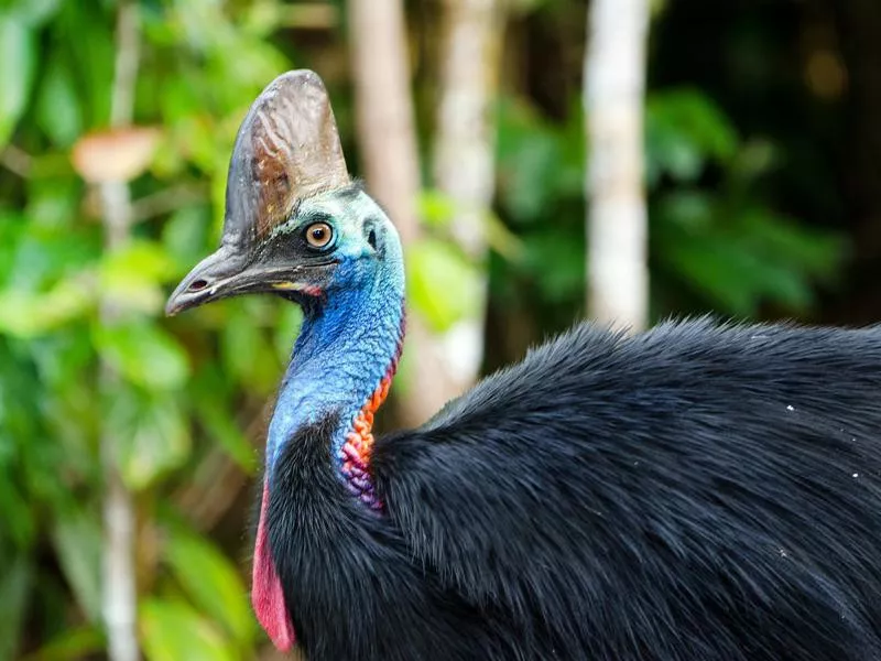 Cassowary