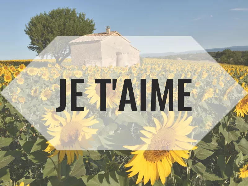 Sunflower fields in Provence