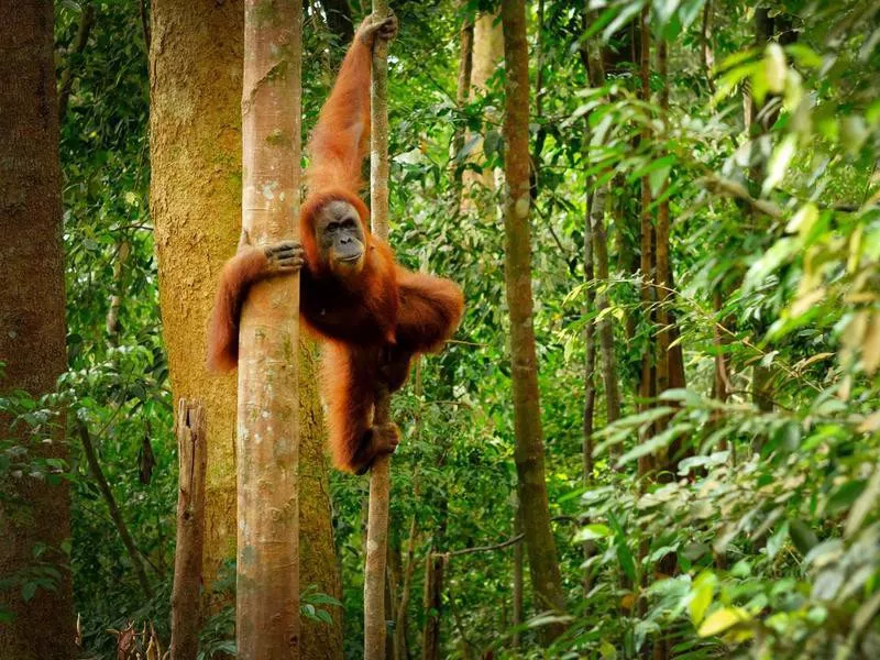 orangutan