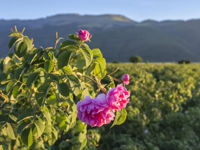 Rosa damascena flower close up view at agricultural field of fresh pink roses, used for perfumes and rose oil.