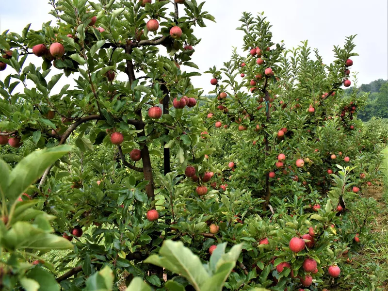 Apple orchard in Asheville