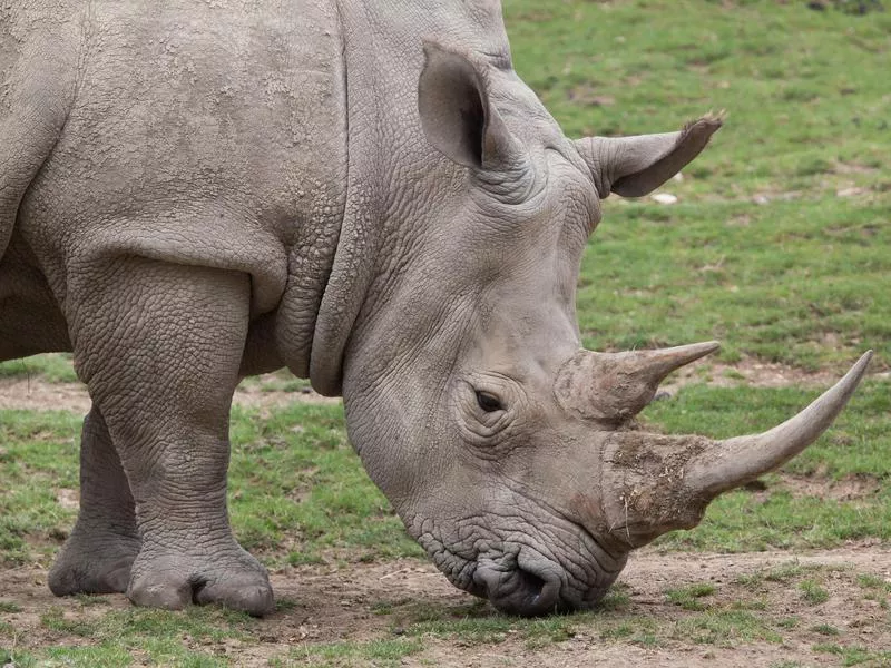 White Rhinoceros grazing