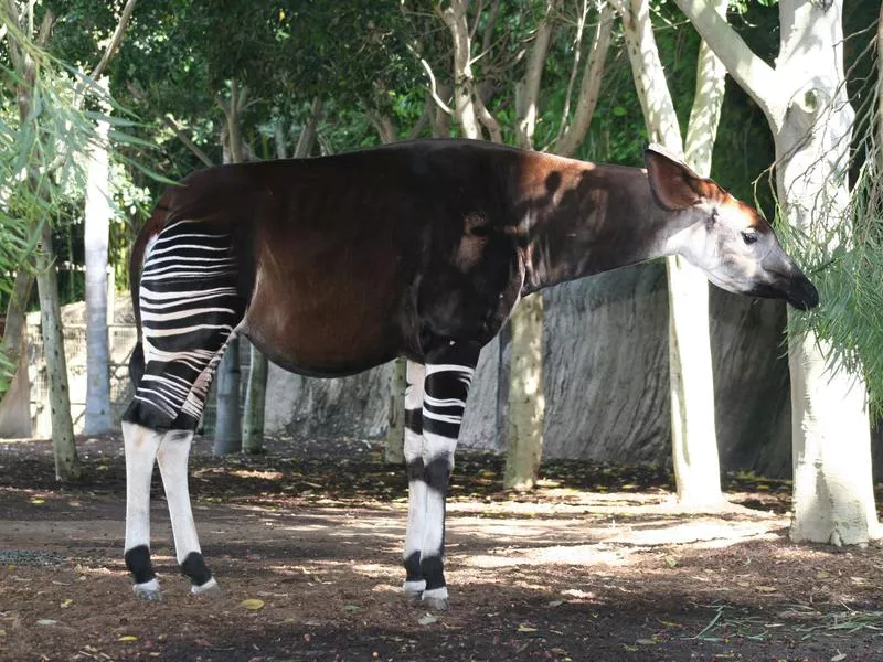 Okapi eating