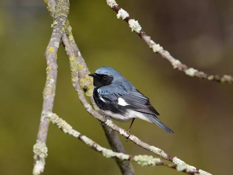 Black-throated Blue Warbler