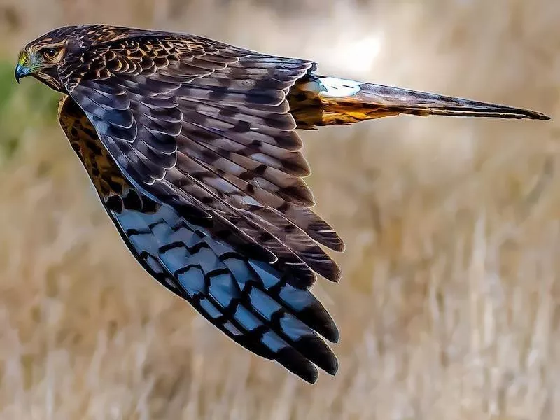 Northern Harrier