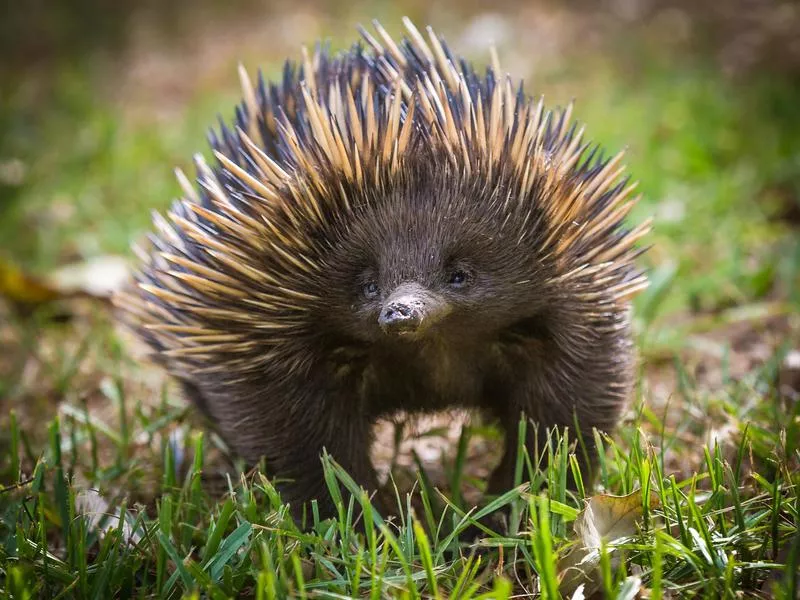 Echidna