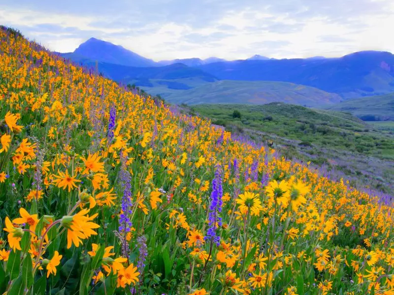 Wildflowers