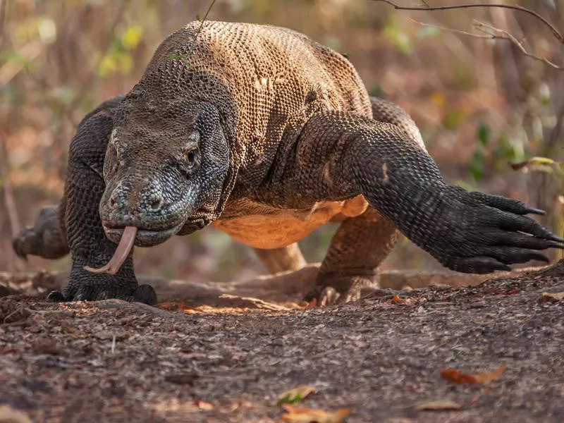 Komodo dragon