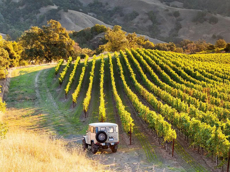 Sonoma County vineyards