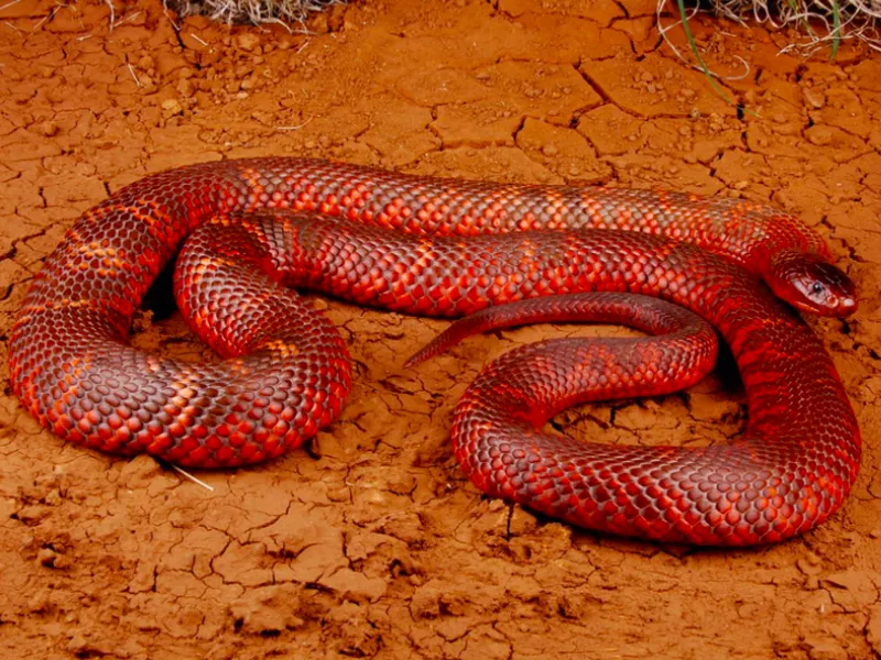 Collett’s Snake