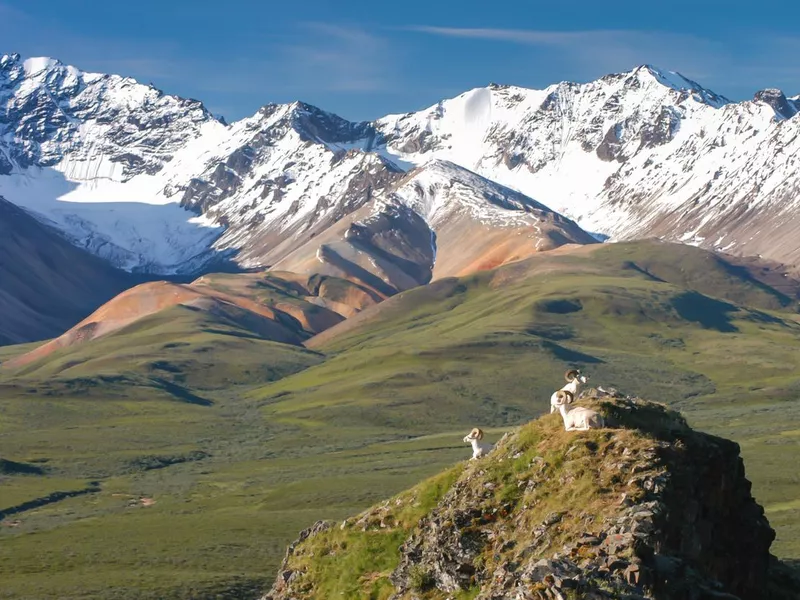 Dall Sheep in Denali Alaska