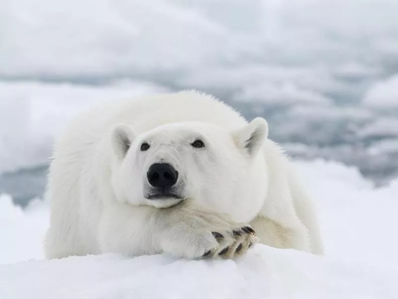 Polar bear in the Arctic