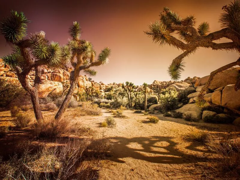 Joshua Tree