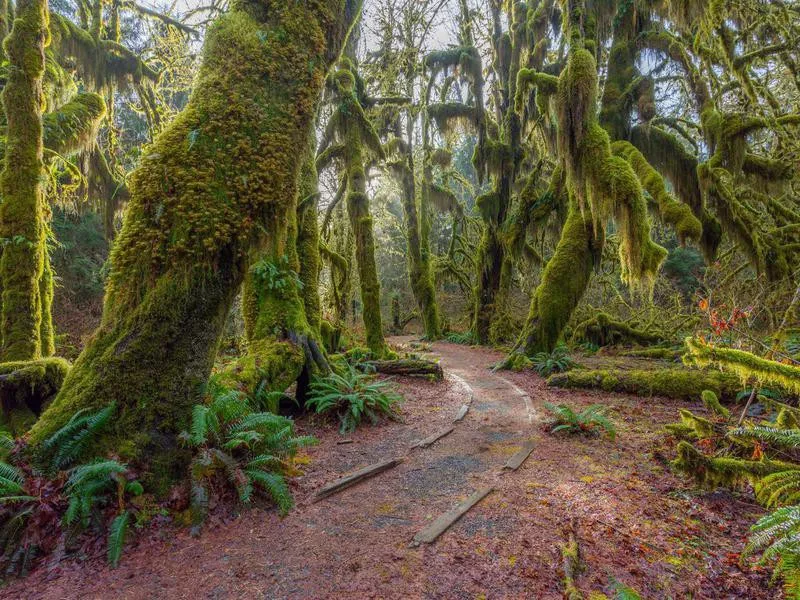 Hoh Rainforest, Olympic National Park